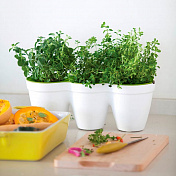 Кашпо Ivy Herbs 1